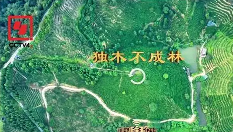 央視、學習強國等十多個平臺同時推送梧州采春茶．梧州六堡茶